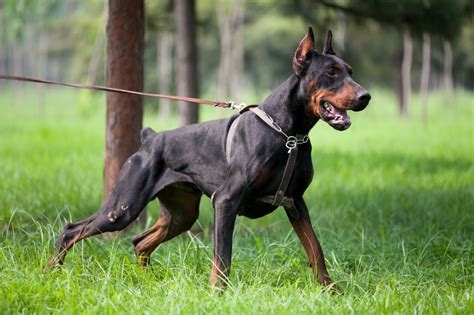 Doberman Planet 